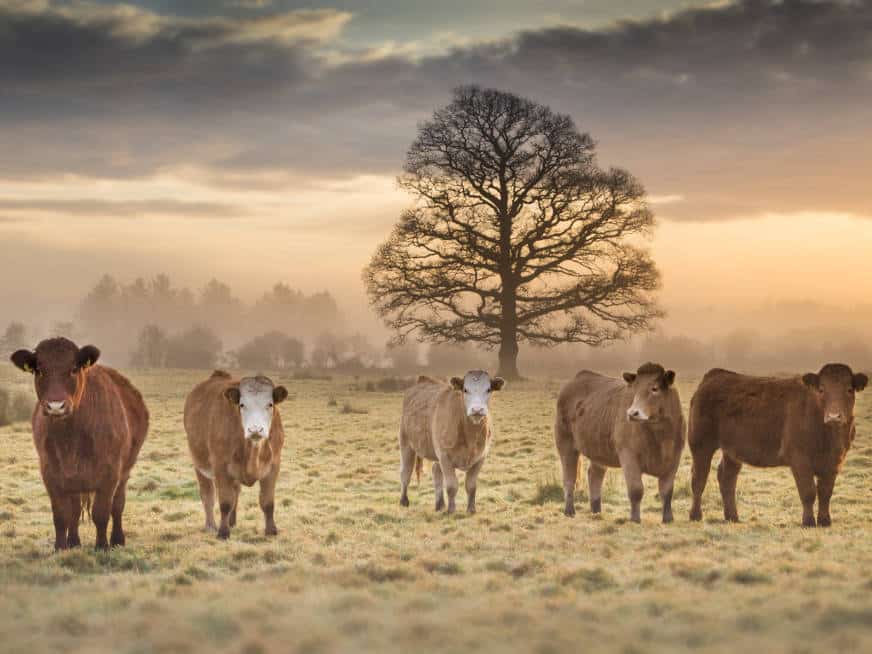 Cows at Dawn Grounds Cows at Dawn Grounds