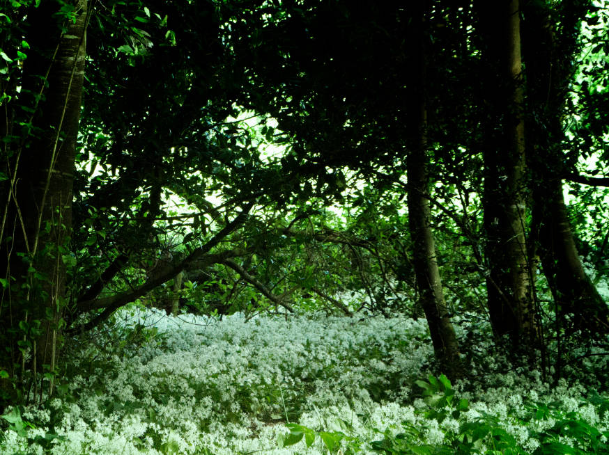 Forest Forest