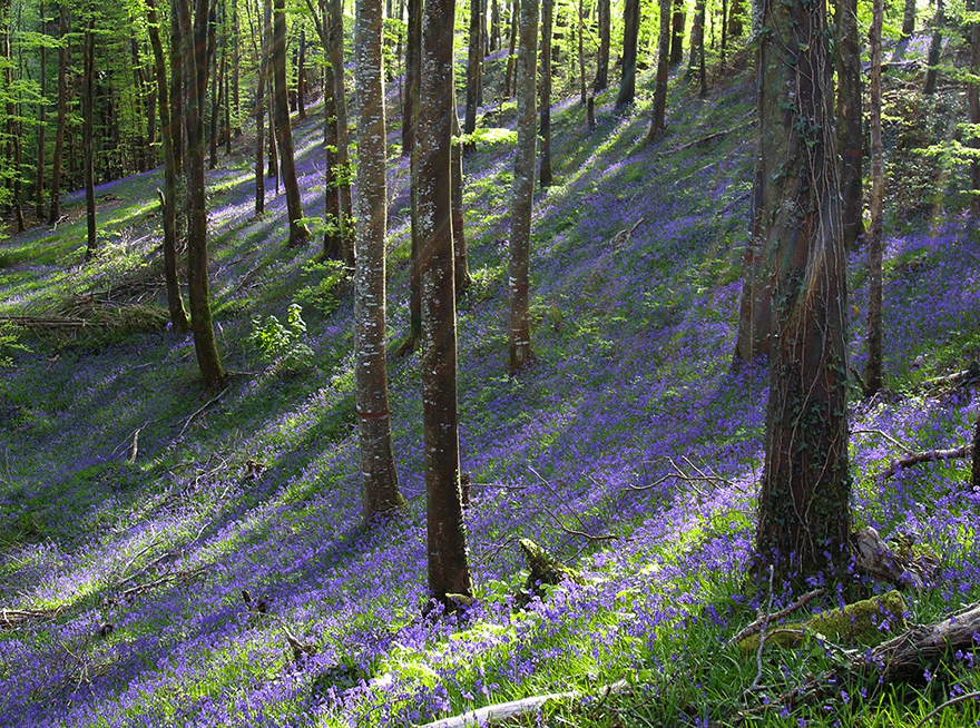 Bluebells Bluebells