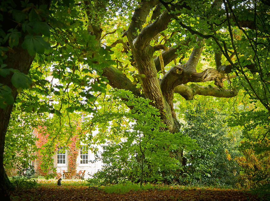 Animals Ducks & Hens Cat under Chestnut Tree