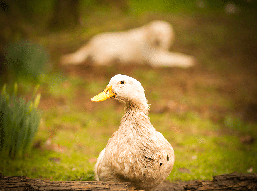 Animals Hens & Ducks Duck and Dog Animals Hens & Ducks Duck and Dog