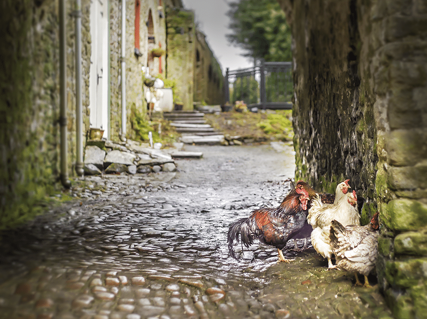 Animals Hens & Ducks Hens Sheltering Animals Hens & Ducks Hens Sheltering