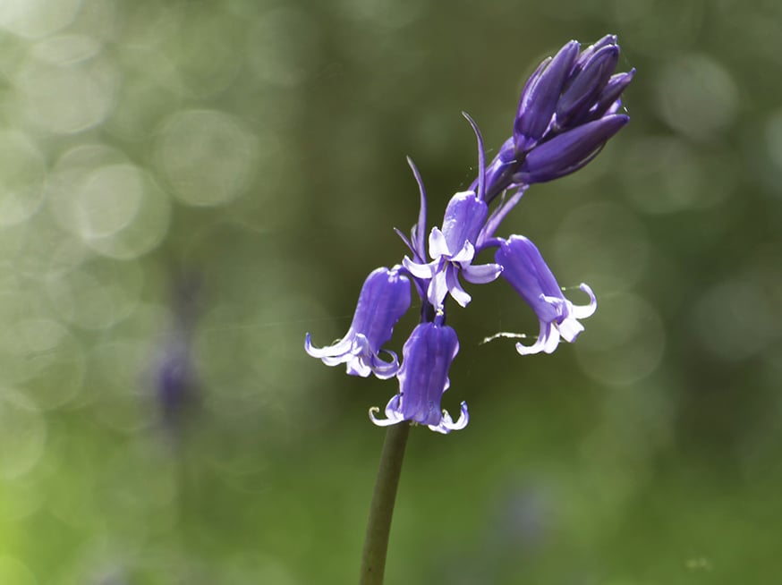 Roundwood Garden 1 Roundwood Garden bluebells