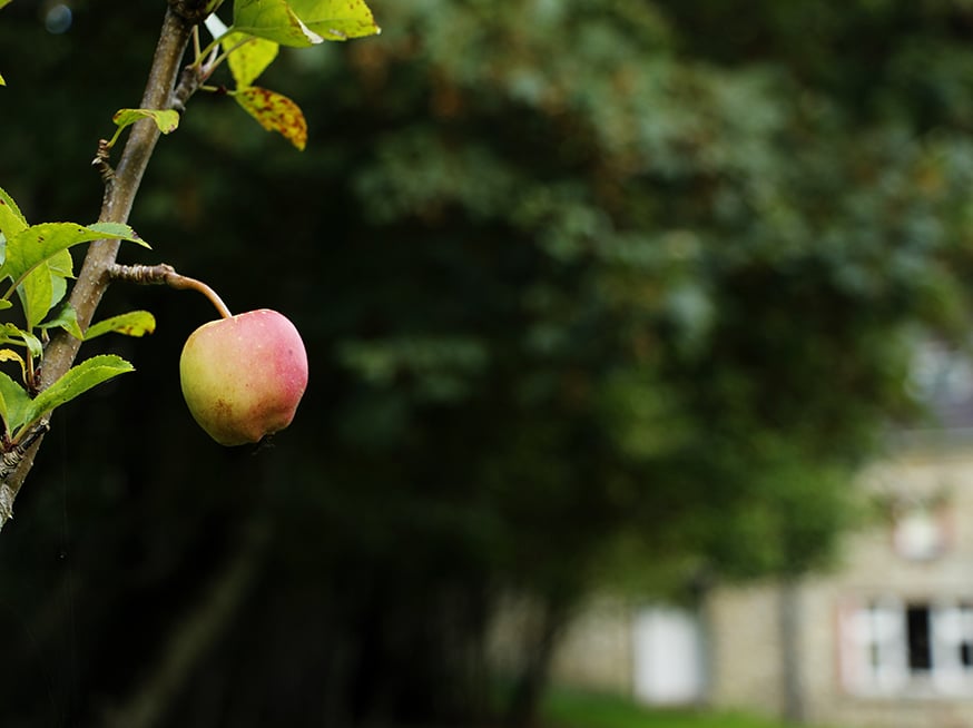 Roundwood Garden 2 Roundwood House Garden - apple on a tree